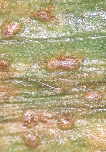 Pústulas